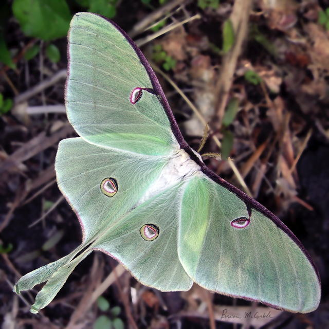 (image for) Luna Adult Natural